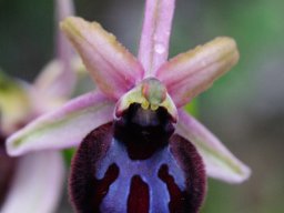 Ophrys_sipontensis_Ruggiano_3